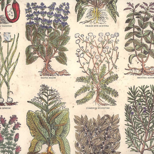 Mixed Herbs Italian Paper ~ Tassotti